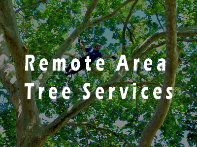 remote area trees - We Fix IT - We Fix IT